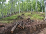 Comisia Europeană a aprobat alocarea a 100 milioane de euro pentru regenerarea pădurilor 