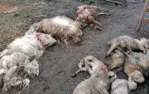 ASPA IVETS: O haită de câini vagabonzi au sfârtecat 65 de oi in Timiș